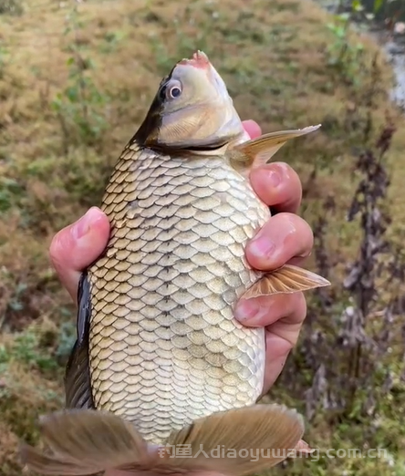 谁说夏季钓鲫鱼难？夏季钓鲫鱼的正确思路  2