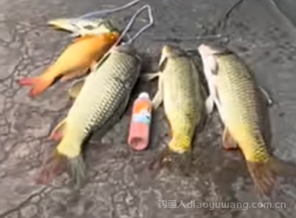 夏季鲤鱼最爱的天气和时间段，你选对了吗？2