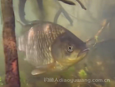 夏季什么天气好钓鱼？掌握这6条天气口诀让你轻松上鱼！
