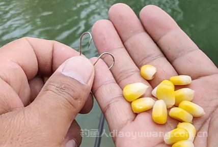 玉米粒钓大鱼的最佳配方是什么？  