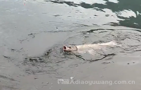 博大鱼，遛鱼八字诀  