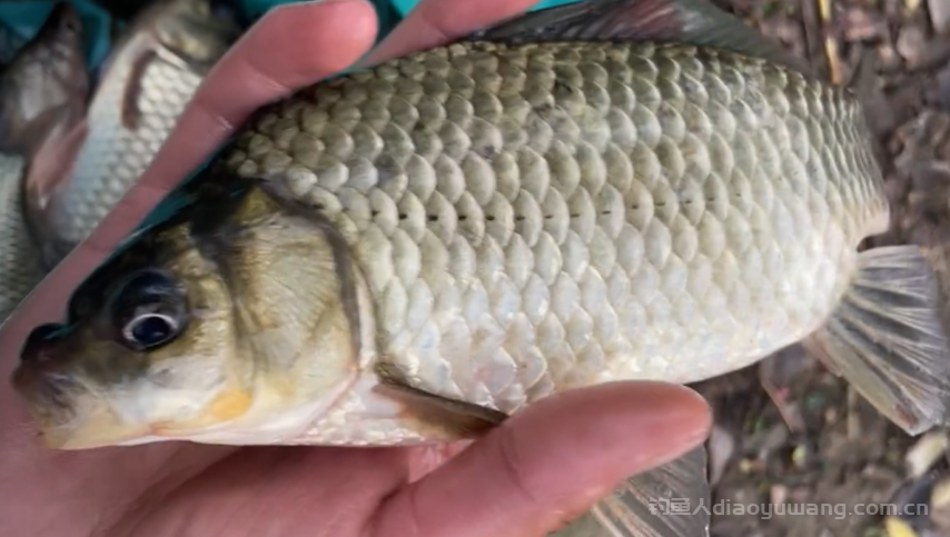 买鲫鱼大的好还是小的好? 2 买鲫鱼大的好还是小的好? 2