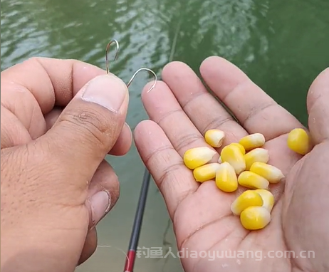 鳊鱼用什么饵料钓比较好?别只会用玉米,这几种东西都很灵 鳊鱼用什么饵料钓比较好?别只会用玉米,这几种东西都很灵