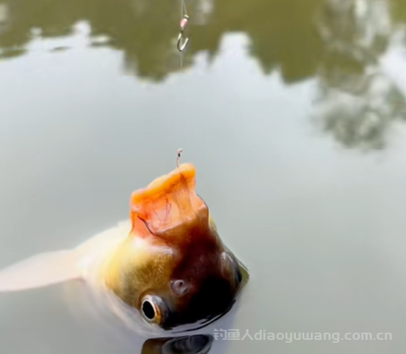 夏季钓鱼该用多长的竿？这两个决定性因素要考虑！ 