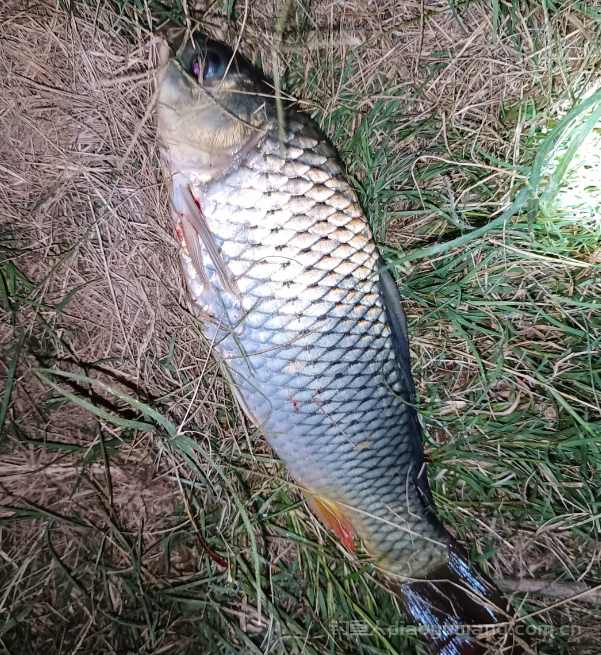 野钓怎样才能钓到大鱼?守大鱼的最佳时间和地点，错过就亏了！