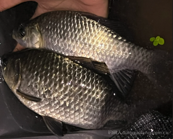 夏季夜钓哪个时间段号钓鱼？2