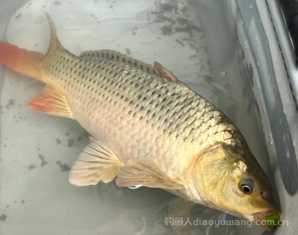 夜钓大鲤鱼最佳时间曝光!90% 钓友都搞错了!2 夜钓大鲤鱼最佳时间曝光!90% 钓友都搞错了!2