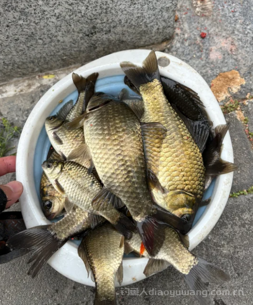 选择老钓位钓鱼，这个缺点一定要明白，不然有鱼也无口！ 