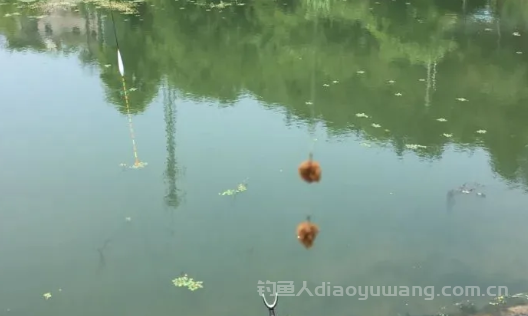 玉米钓鲤鱼常被忽悠的问题,漂不动不起竿就是大忌 2 玉米钓鲤鱼常被忽悠的问题,漂不动不起竿就是大忌 2