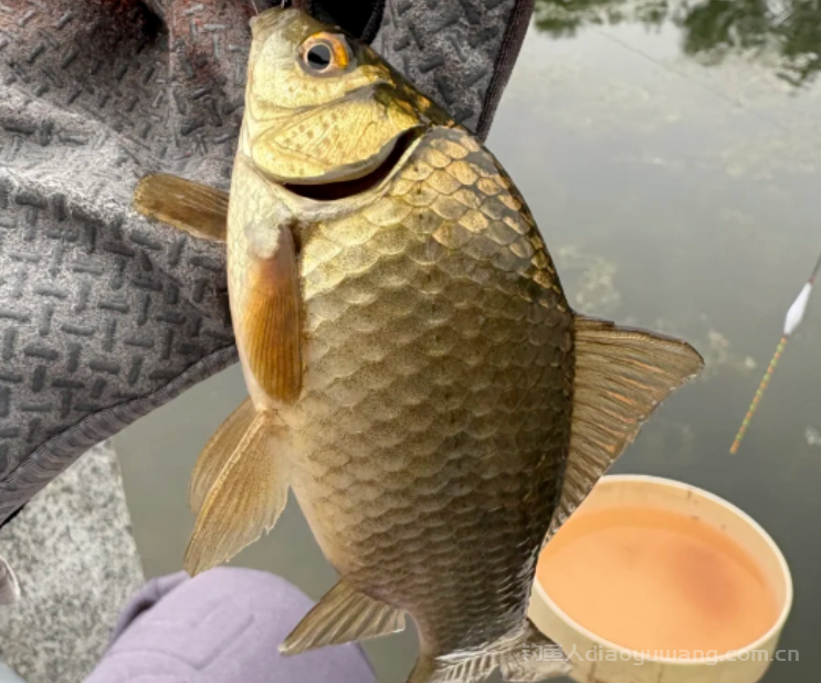 夏季野钓时钓浮还是钓底？2