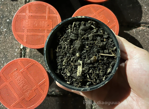 高温鱼不开口?蚯蚓才是秘密武器! 高温鱼不开口?蚯蚓才是秘密武器!