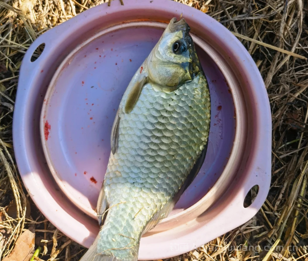 鱼钩大真的会挡口吗？揭秘钓鱼圈最大误区！