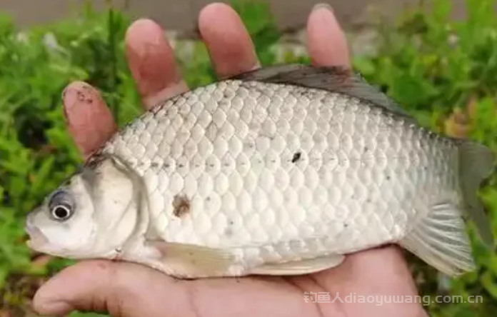 钓鲫鱼最好的饵料是什么？2
