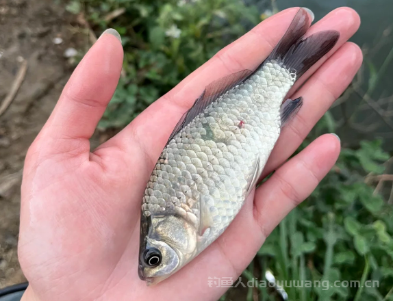 野钓鲫鱼最关键的是什么？关键就这5招！简单实用！
