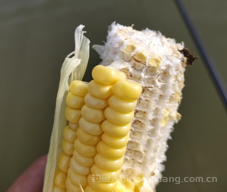 玉米作为鱼饵，会有什么意想不到的效果？