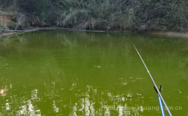 钓草鱼用颗粒应该注意哪几点？ 