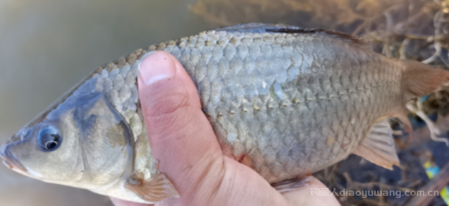 初冬钓鲫鱼不用愁!5 个实用技巧,新手也能连杆上鱼 初冬钓鲫鱼不用愁!5 个实用技巧,新手也能连杆上鱼