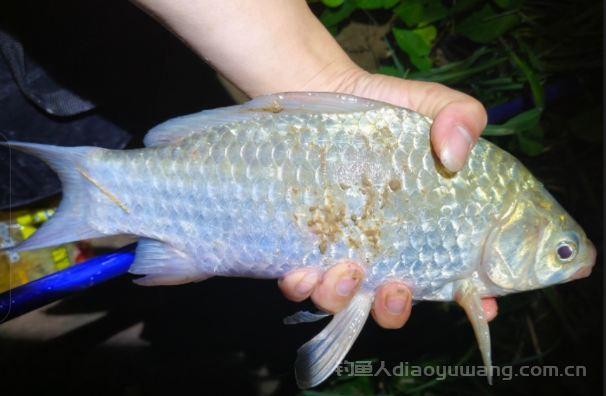 四季钓鲫鱼，因季节不同饵料也不同  