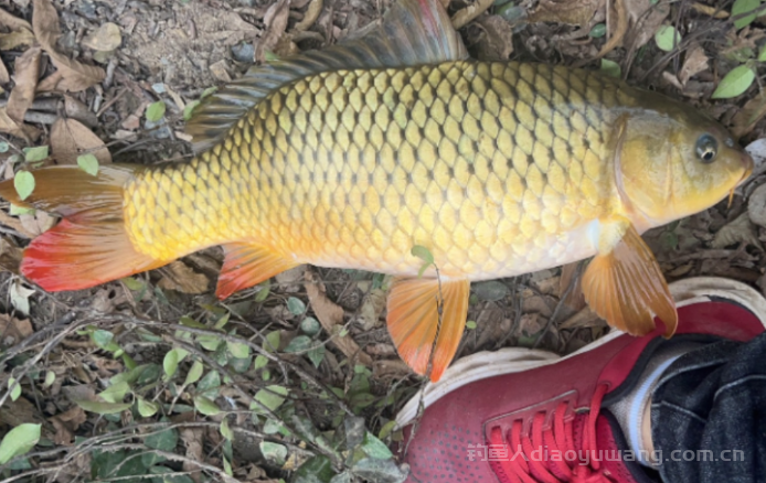 深秋的隔夜窝怎么打?  