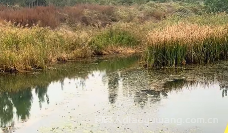 初冬前野钓需要避开的4个误区,大大提升鱼获! 初冬前野钓需要避开的4个误区,大大提升鱼获!