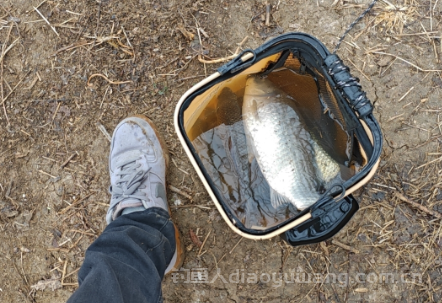 野钓没口怎么办?3个小妙招让你爆护不是梦! 野钓没口怎么办?3个小妙招让你爆护不是梦!