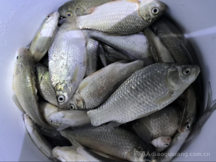 最近夜钓是不是总空军？说明这3点您没注意！  