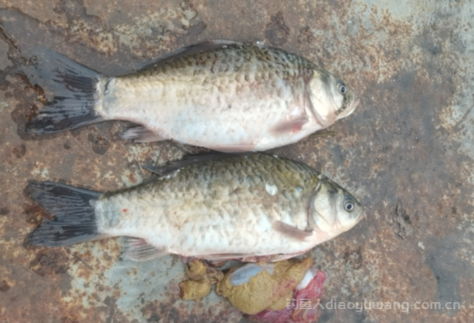 野钓同样是抽窝为什么别人钓得好？其实就这 2个原因！ 