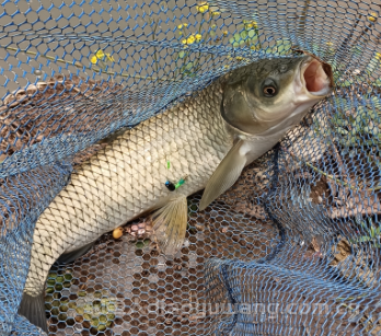 深秋钓草鱼怎么钓？深秋钓草鱼最好的方法和技巧   