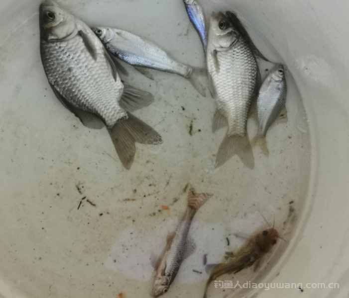 适合冬季鱼口轻的调钓方法  