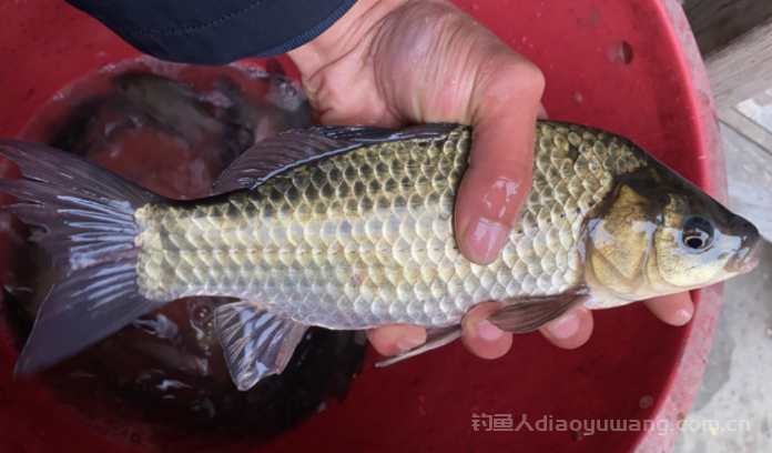 立冬后是钓深还是钓浅?什么时候该钓浅? 立冬后是钓深还是钓浅?什么时候该钓浅?