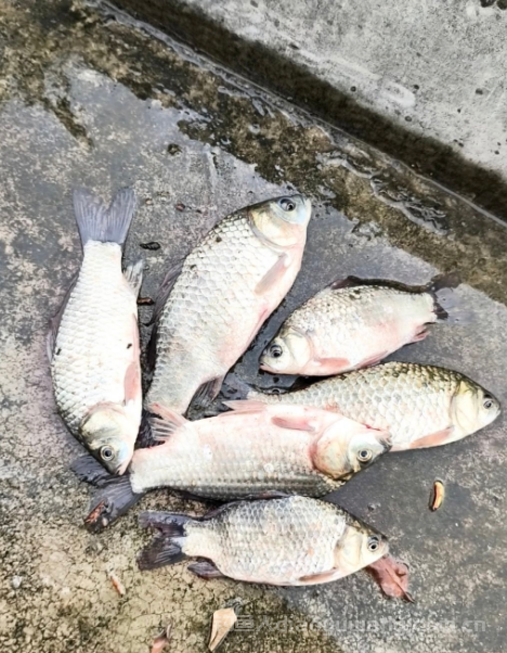 天冷后鲫鱼藏在哪？怎么钓好鲫鱼？