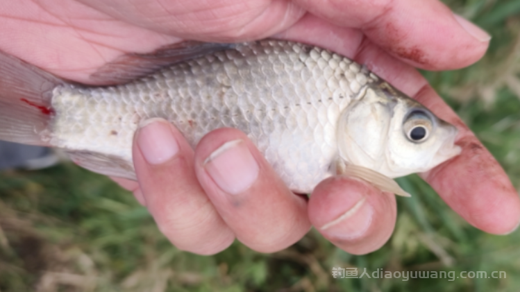 新手钓鱼常犯的错误有哪些?这10个要注意! 新手钓鱼常犯的错误有哪些?这10个要注意!