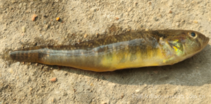 野钓最快速有效的3种诱鱼方法  