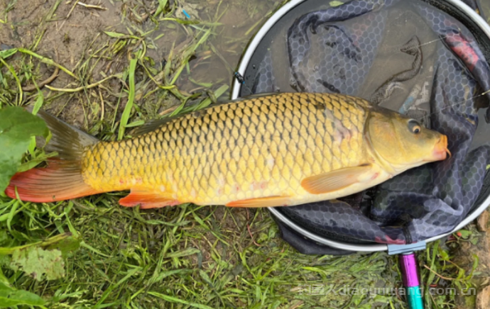 钓鱼人最喜欢的7种淡水鱼，您最喜欢一种鱼？