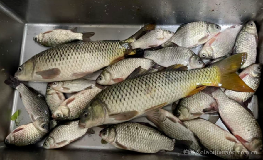 聊一聊立冬后鱼情的变化规律以及该如何作钓  