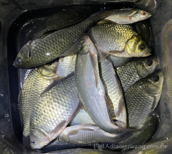 冬天钓鱼非得用长竿吗?3个黄金尺寸,轻松钓爆护! 冬天钓鱼非得用长竿吗?3个黄金尺寸,轻松钓爆护!