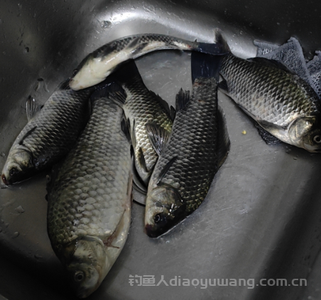 立冬以后钓鲫鱼用什么浮漂？   