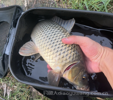 冬季怎么钓鲤鱼？掌握这3个关键点，照样上鲤鱼！ 