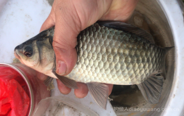 冬天下雨天怎么去钓鱼 ？ 