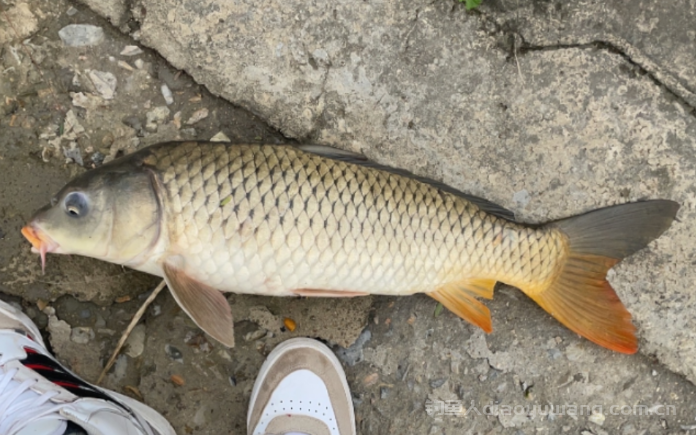 天冷野钓怎么选钓位？这4个钓位藏鱼，钓友们不能错过！