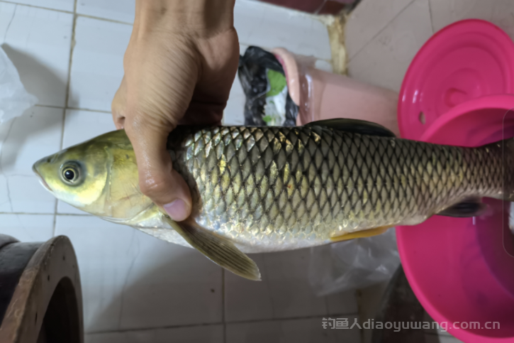 钓草鱼、鳊鱼的钓法及浮漂的搭配 钓草鱼、鳊鱼的钓法及浮漂的搭配