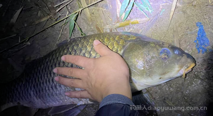 冬季还能钓鲤鱼吗？聊一聊夜钓2+1钓7斤鲤鱼！