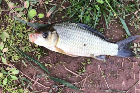 野钓经常钓不到鱼该怎么解决？来，教您一个方法！