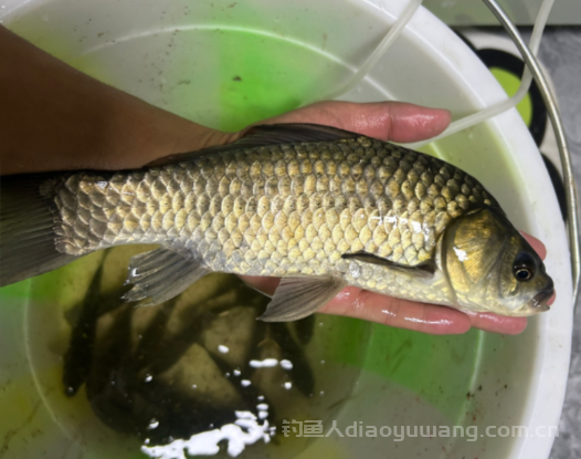 冬季夜钓怎么钓好鱼？别总抱怨资源差，这3个技巧可提升鱼获！