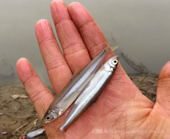 钓鱼人最烦的4种小杂鱼，你知道它们能长多大吗？ 