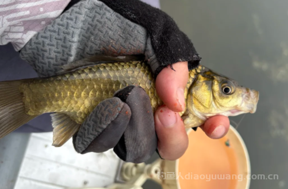 你是不是也觉得钓大鱼一定要守？其实不是！  