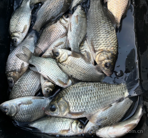 冬季钓鱼找鱼比诱鱼要重要10倍,你懂了吗? 冬季钓鱼找鱼比诱鱼要重要10倍,你懂了吗?