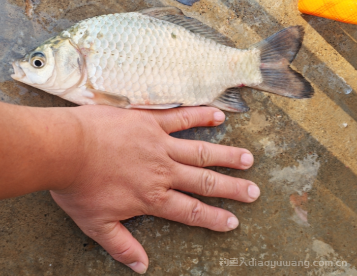 野钓同一条河别人有口你没口?原因就两点! 野钓同一条河别人有口你没口?原因就两点!