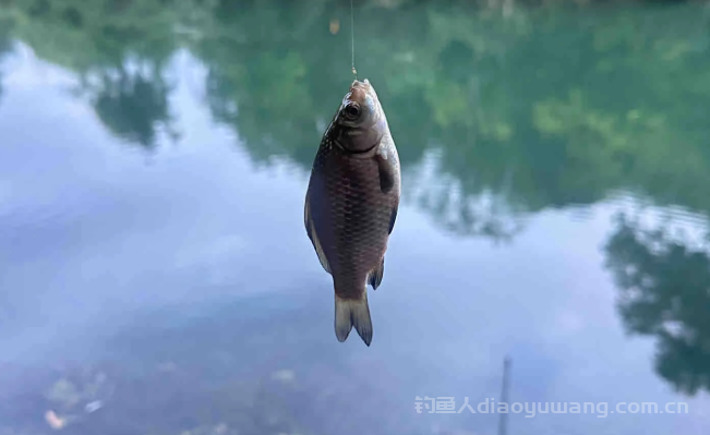 冬季野钓空军三天了,第四天还要不要去? 冬季野钓空军三天了,第四天还要不要去?