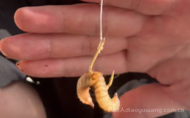 钓鱼虫饵该如何选择？你心目中的虫饵之王是？  